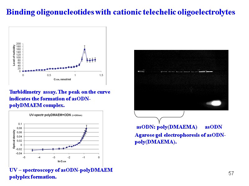 57 Turbidimetry assay. The peak on the curve indicates the formation of asODN-polyDMAEM complex.